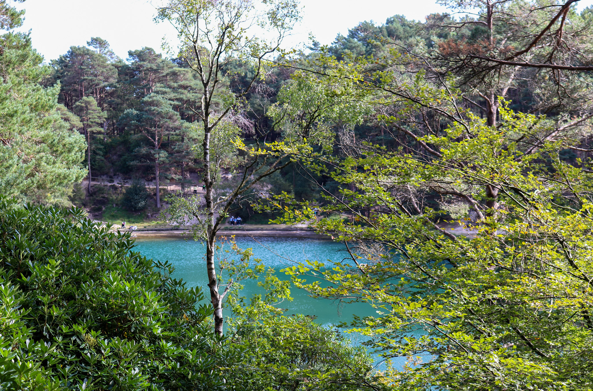 blue pool through the trees