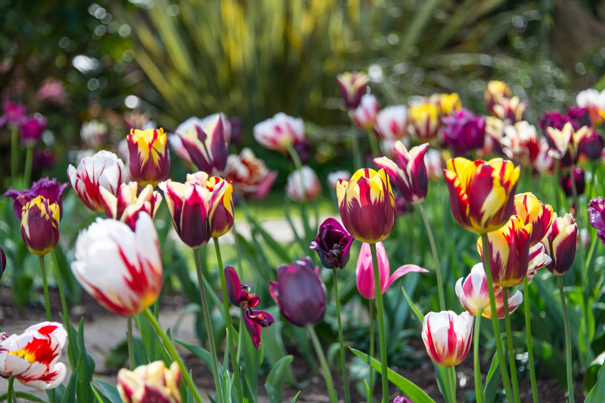 Abbotsbury Subtropical Gardens