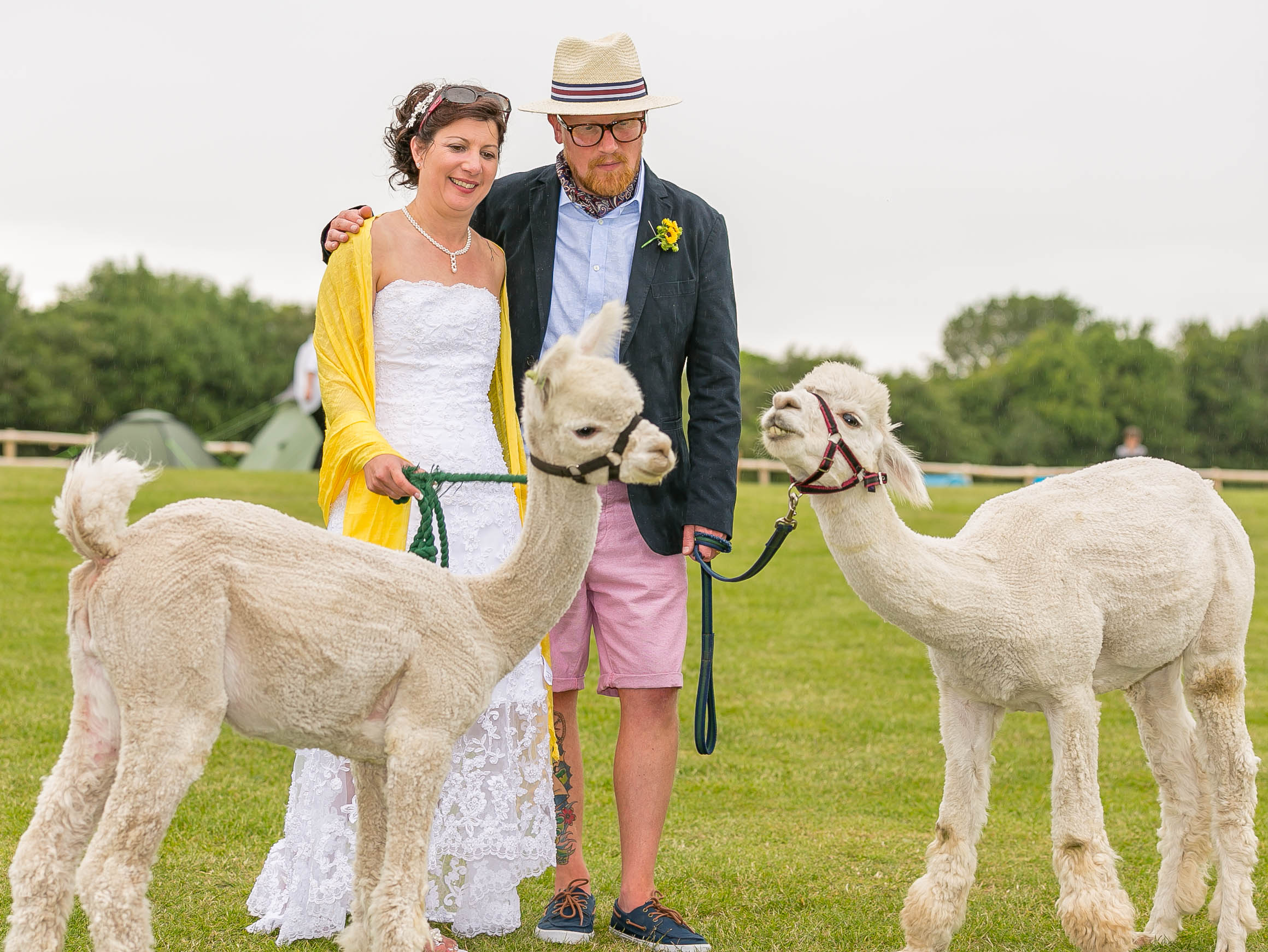 Longthorn alpacas