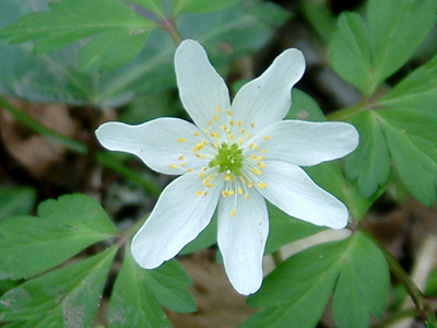 White flower