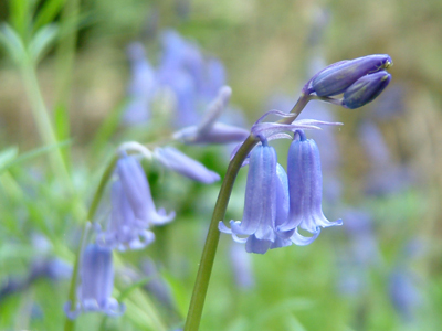 Bugdens Copse