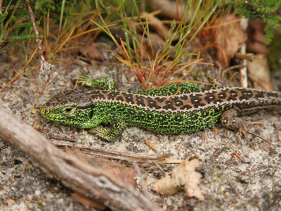 Dewlands Common