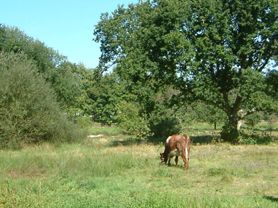 Leigh Common and BytheWay Field 2