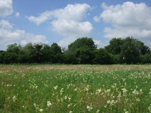 butts pond meadow