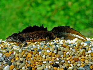 butts pond newt