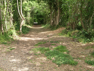 green lane trees