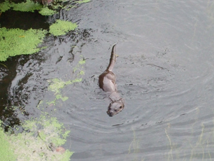 marsh and ham otter