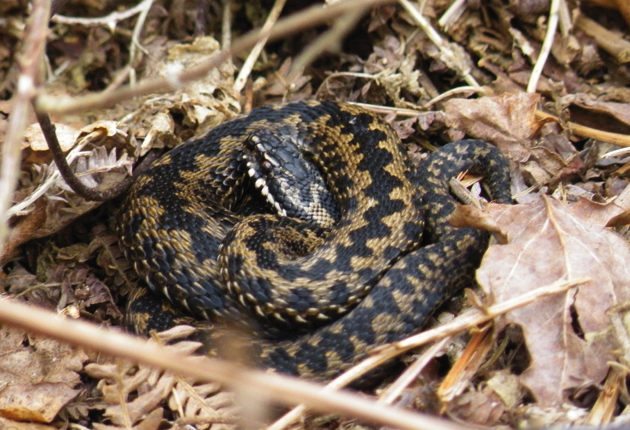 Male-Adder-by-Kath-Clay