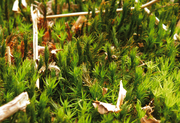 Polytrichum-spp.-Moss-by-Kath-Clay