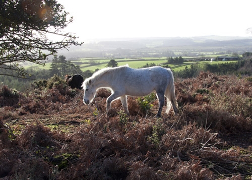 hardy-pony---charlie-waygoo