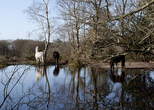 rushy-pond---charlie-waygoo