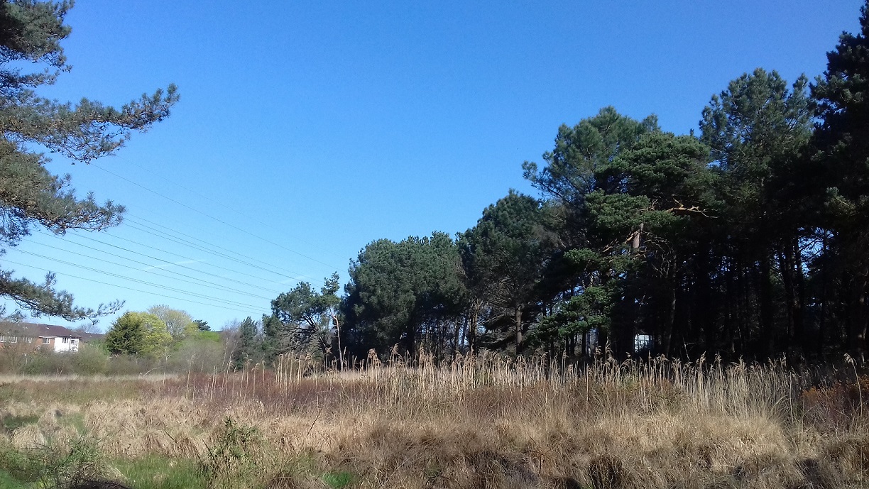 Upton Wood wet heathland