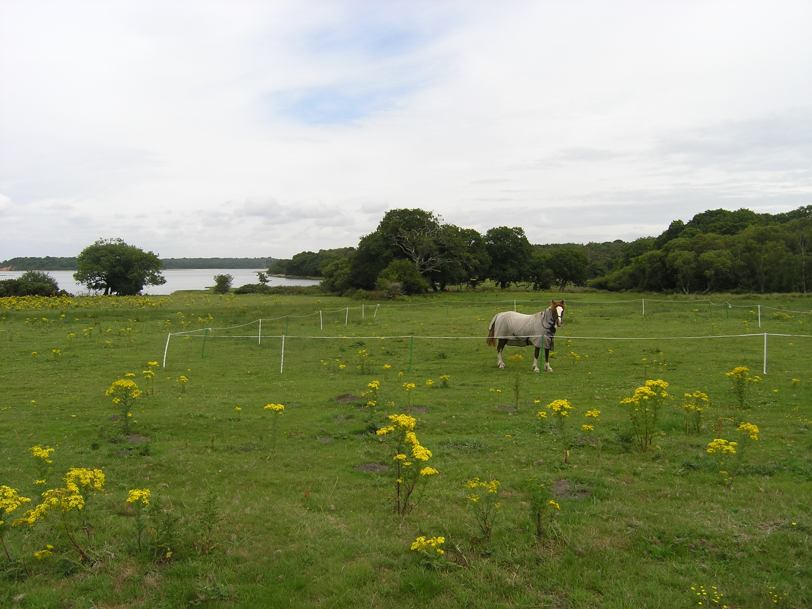 Newton Studland