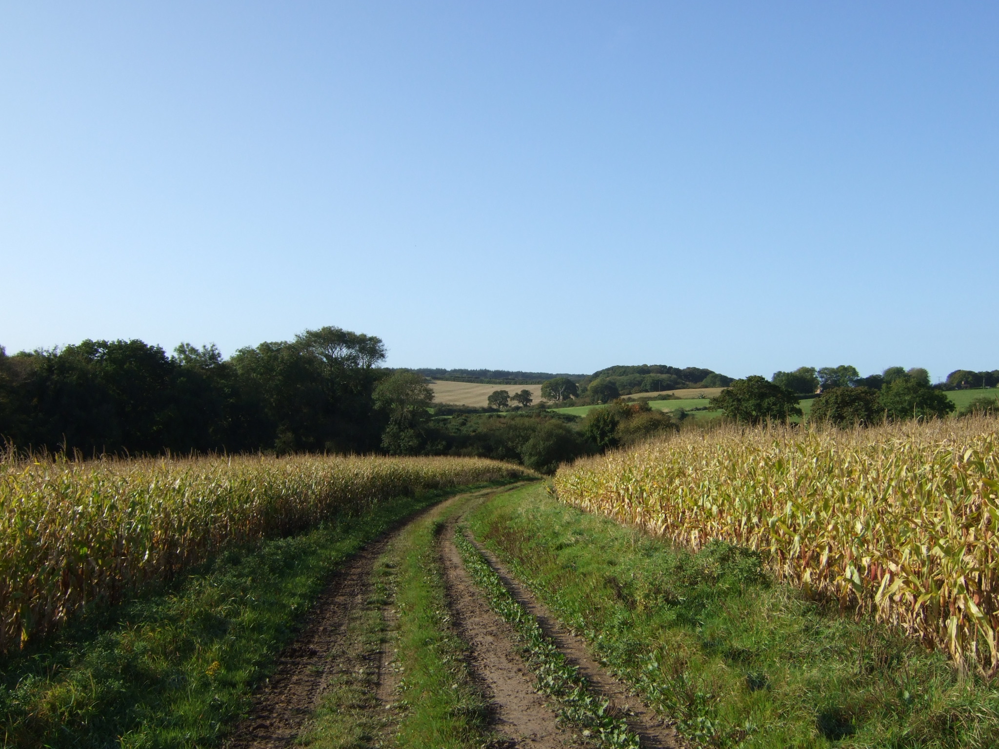 Views towards Highwood, East Stoke non copyright