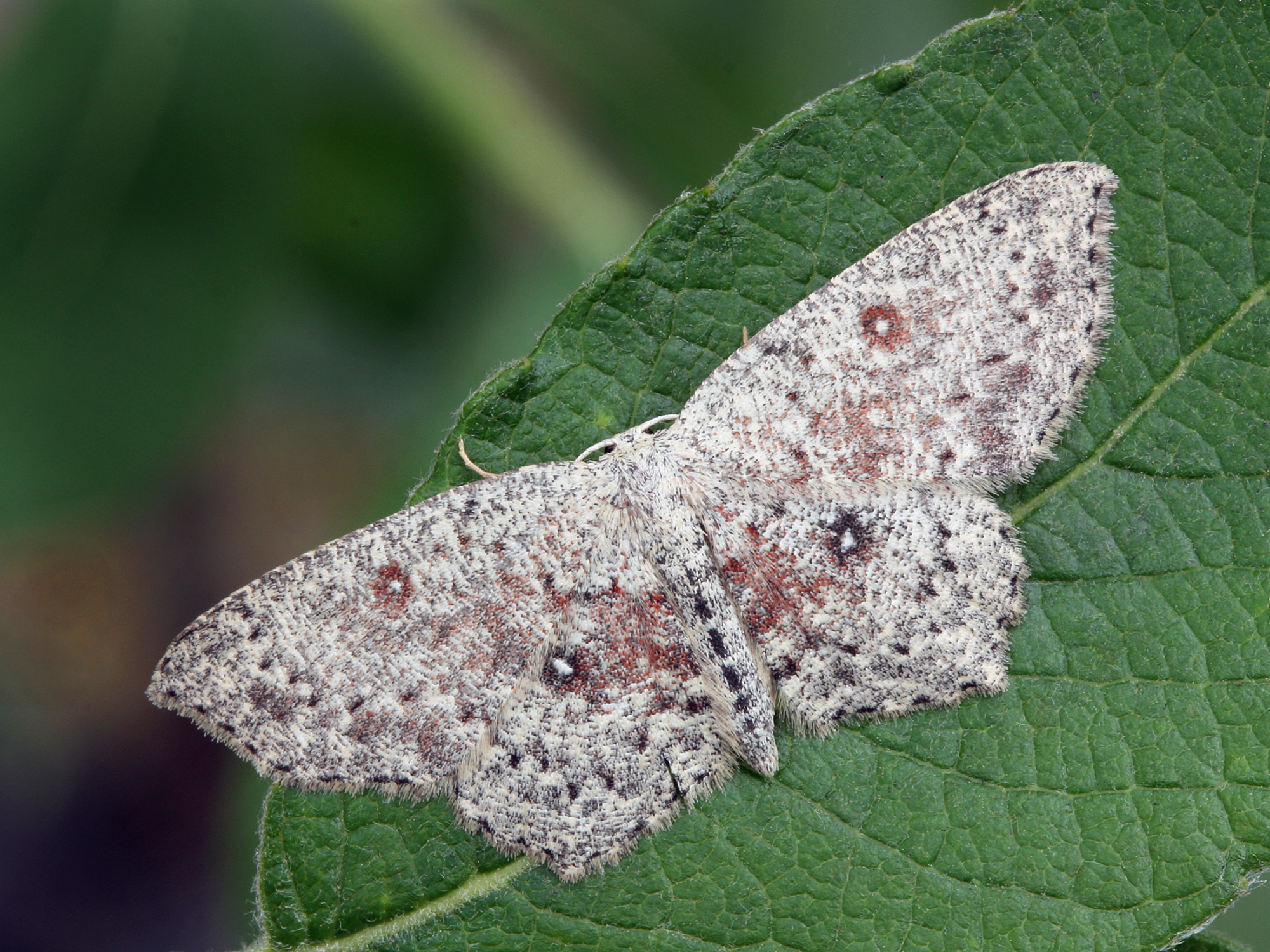 moth on a leaf