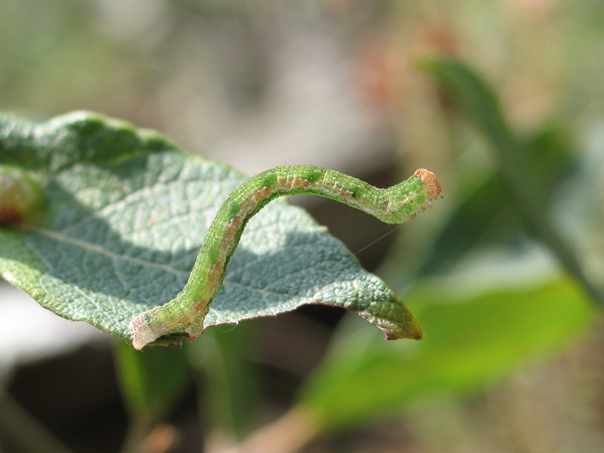 Caterpillar on a leaf
