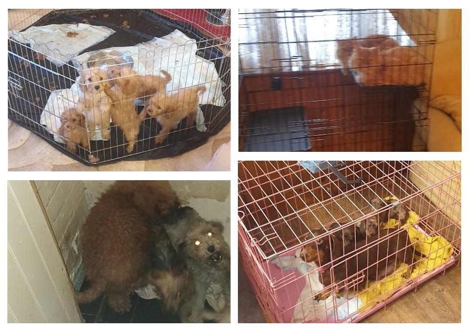 Images shown in court, featuring animals kept at the Membury residence