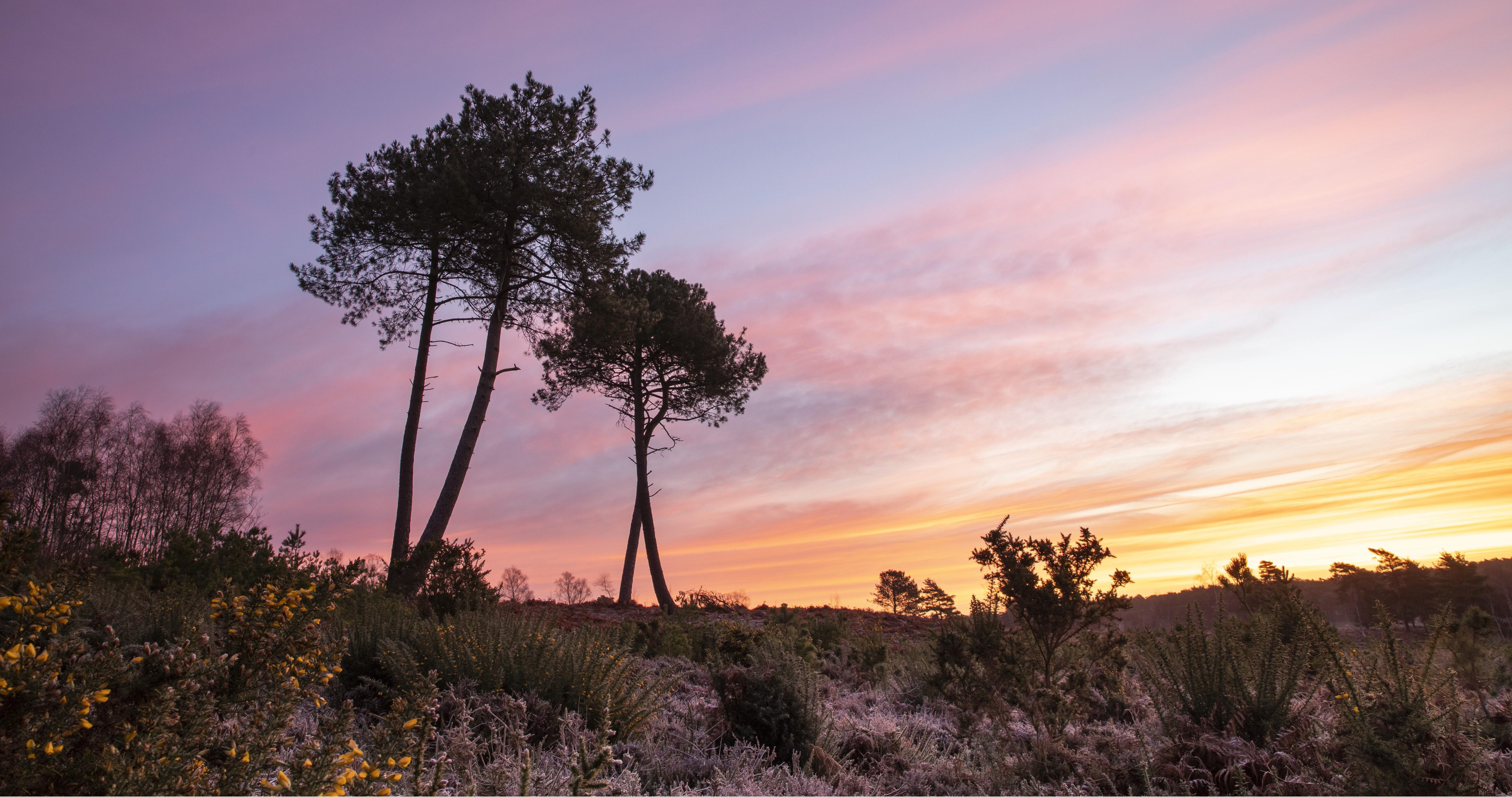 heath at sunset, four trees stand tall against a purple-orange sky, yellow flowers can be seen on plants in the forefront of the picture