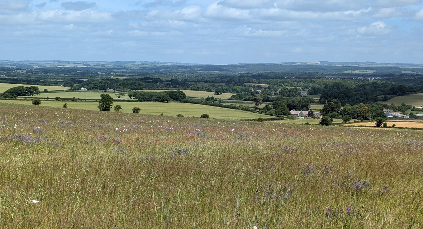 Arable reversion in the Tadnoll Brook Catchment