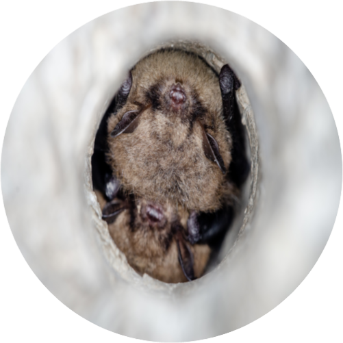 Brandt's bats