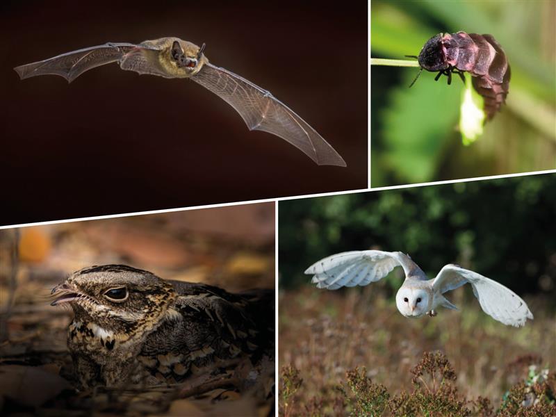 A collage of a bat, moth, bird, and owl.