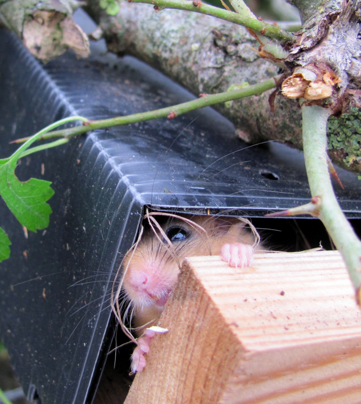 Dormouse nest tube