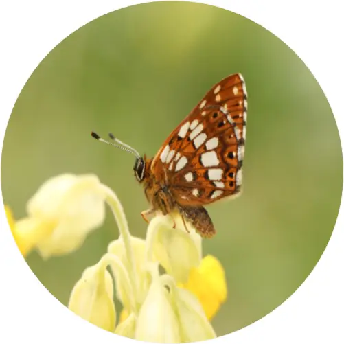 A Duke of burgundy on a pale yellow flower