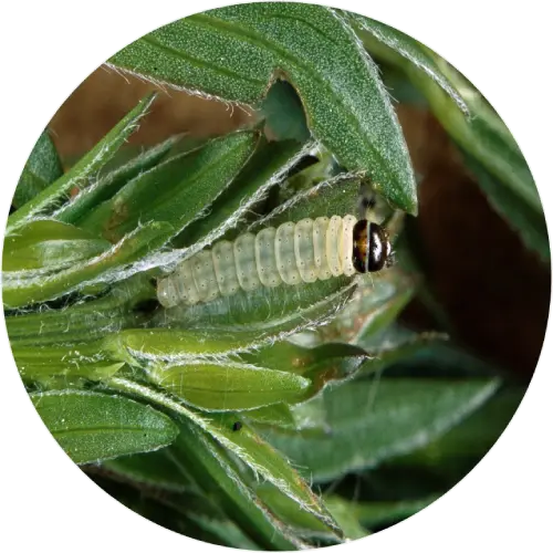Greenweed smith larva