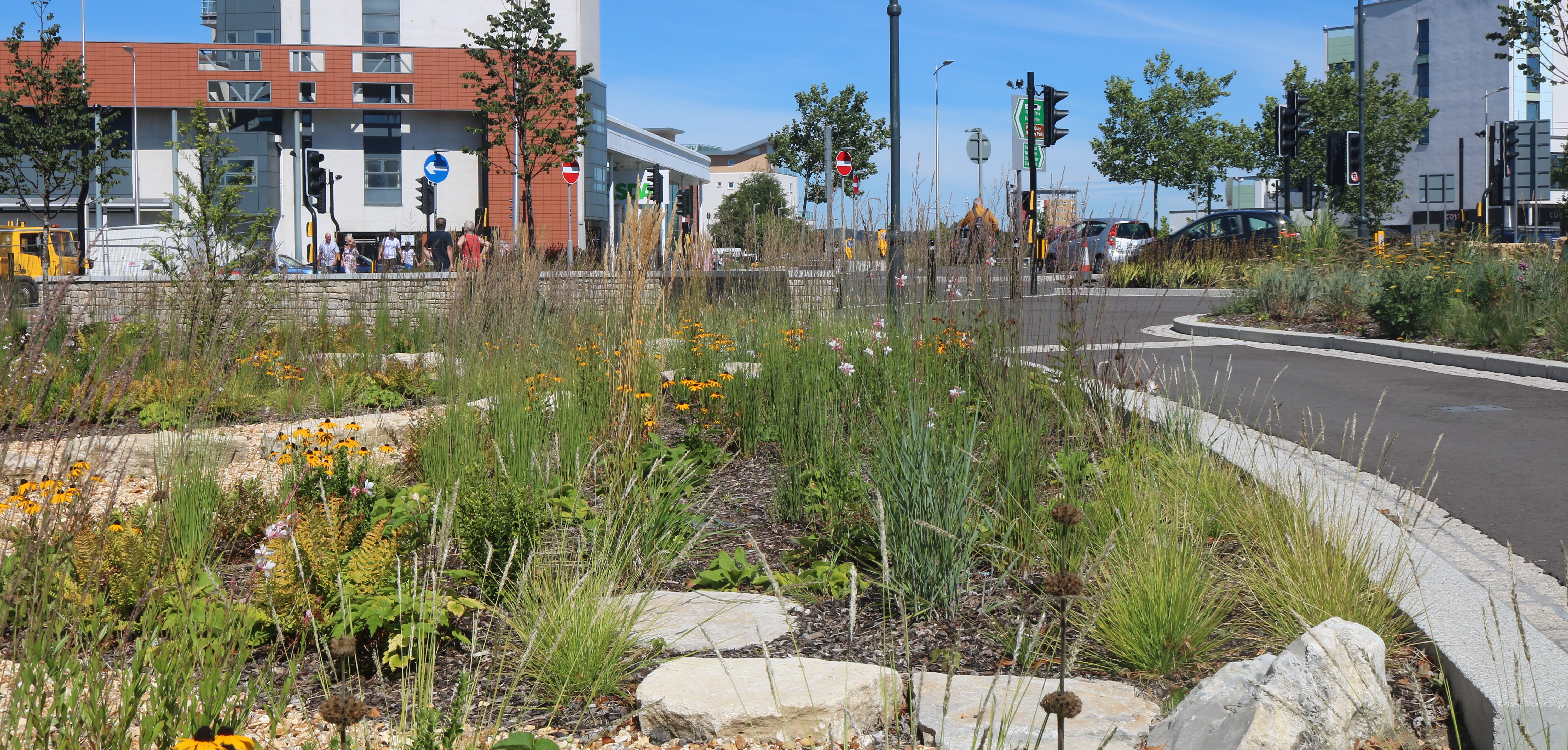 Hunger Hill rain garden