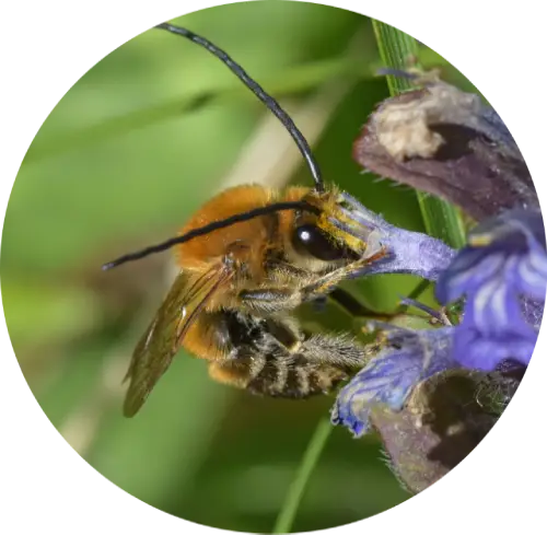 Long-horned bee