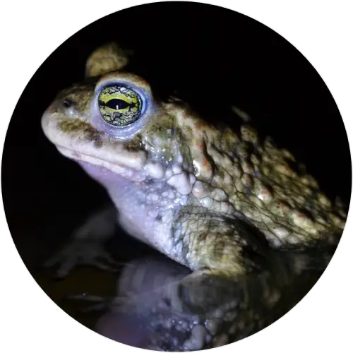 Natterjack toad