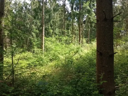 Norway spruce plantation, Cranborne Estate