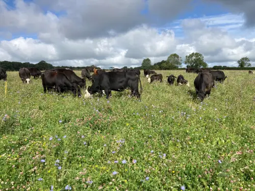 Pasture-reared beef cows at Traveller’s Rest farm
