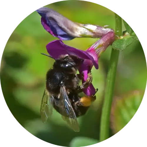 Potter flower bee