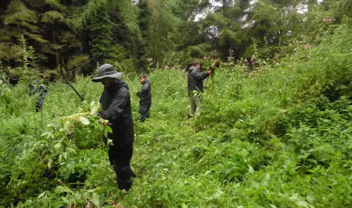 Volunteers clearing Himalayan balsam - EuCAN.