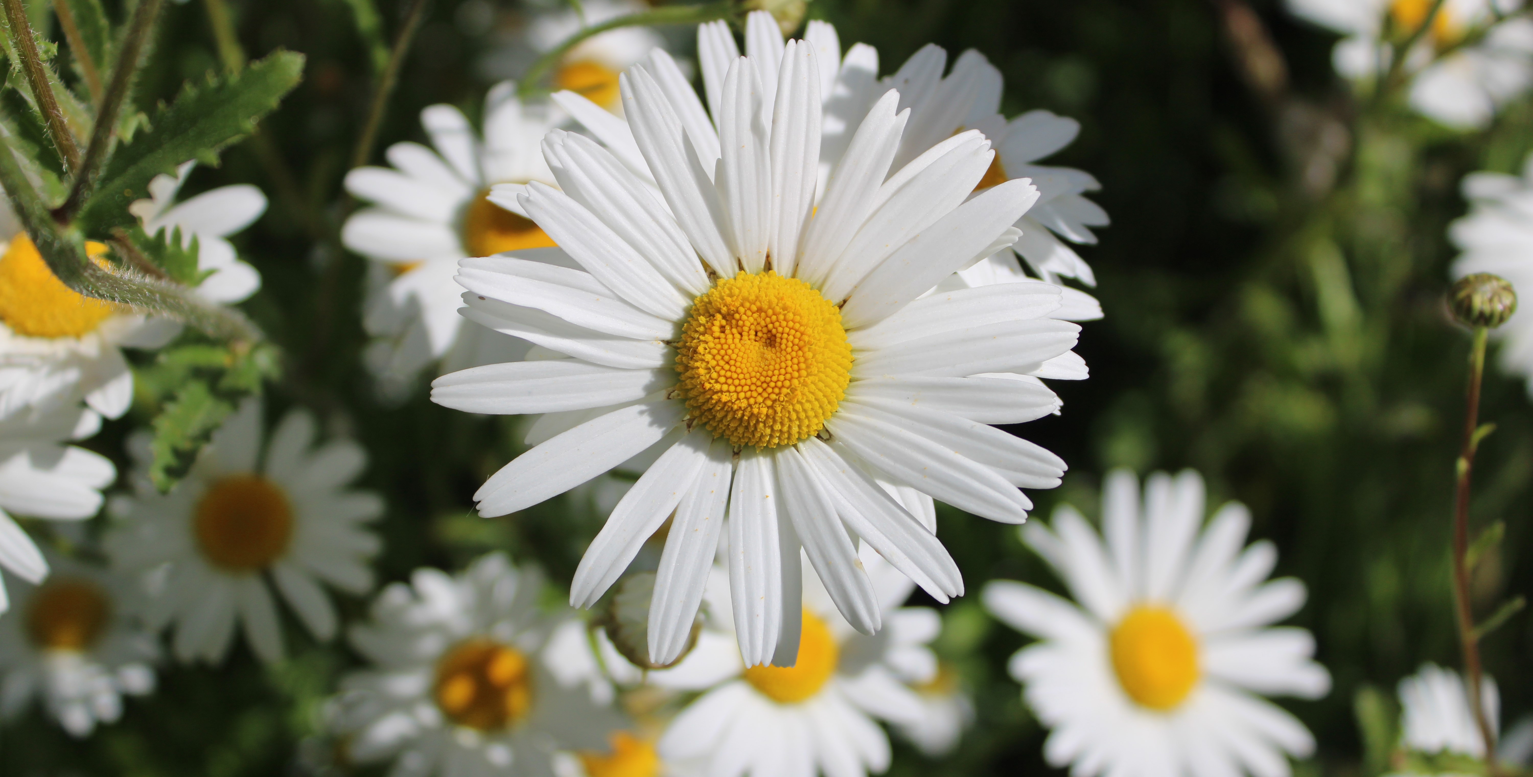 Wildflowers